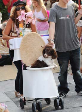 Pet Masquerade and Parade 2009 photo - Duval Street, Key West